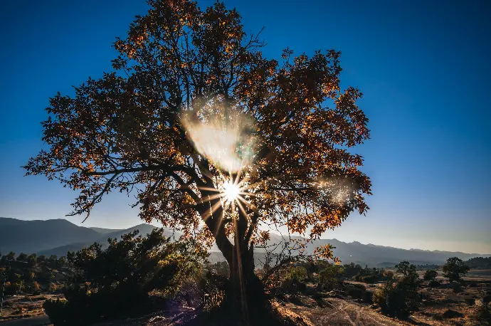 a tree with the sun shining through the leaves